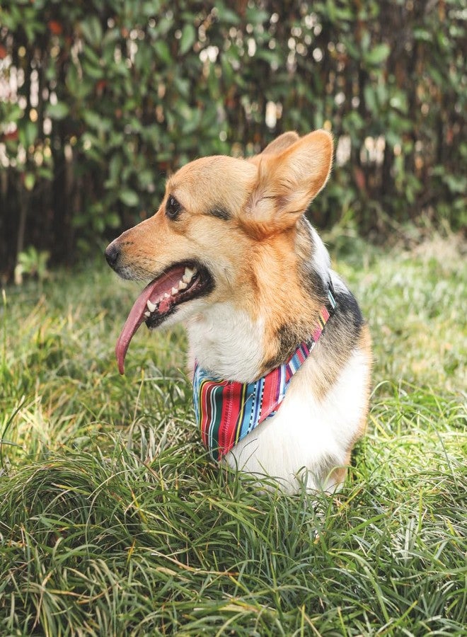 أم-بيتس طوق باندانا للكلاب من إم-بيتس، بتصميم عصري أنيق، قابل للتعديل، صديق للبيئة، مريح، مزود بإبزيم قوي، متين، سهل التنظيف، مصنوع من البوليستر، مقاس الرقبة 30-50 سم، متوسط - Image 4